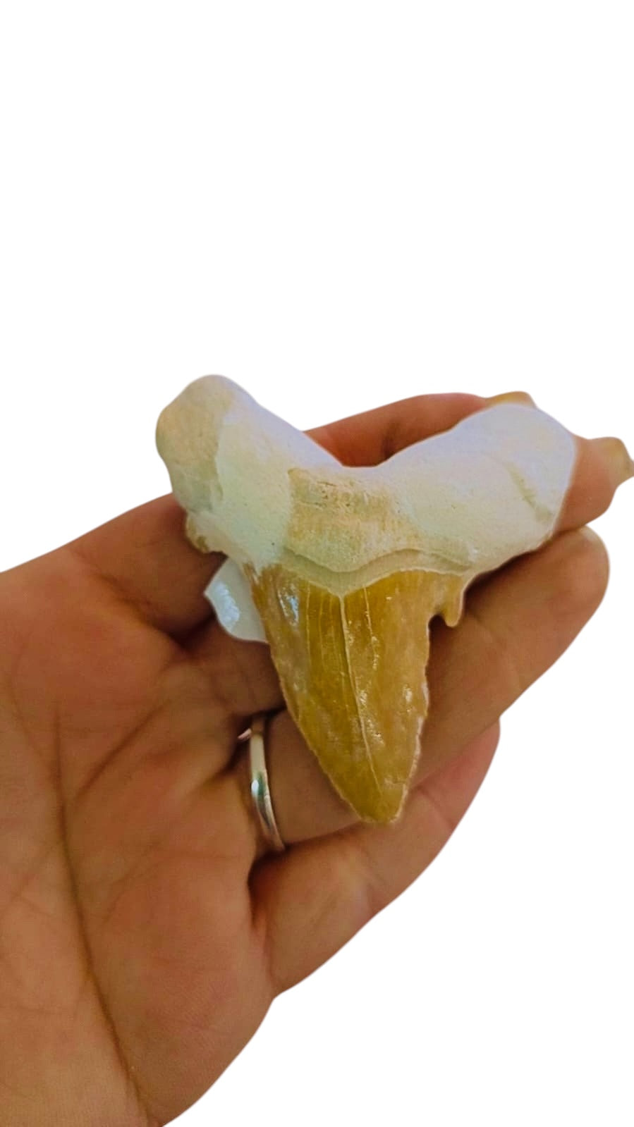 Dente di squalo FOSSILE