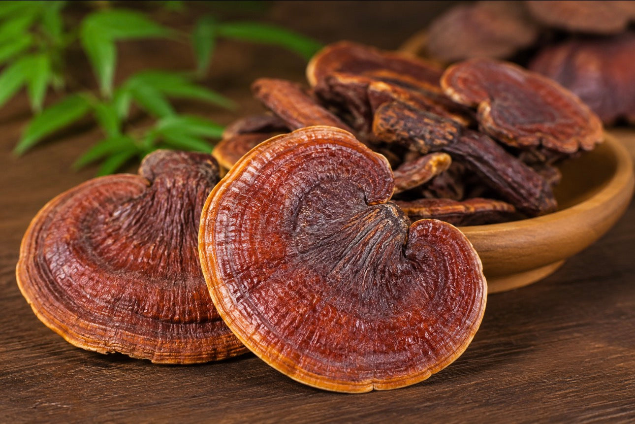 FUNGHI REISHI - polvere